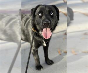 Labsky Dogs for adoption in West Valley, UT, USA