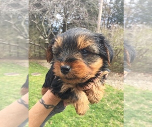 Yorkshire Terrier Puppy for sale in EAST BERNSTADT, KY, USA