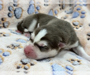 Siberian Husky Puppy for sale in COLUMBUS, NE, USA