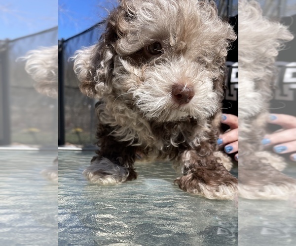 Medium Photo #3 Lhasa Apso-Poodle (Standard) Mix Puppy For Sale in E BRUNSWICK, NJ, USA