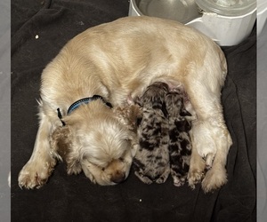Mother of the Cocker Spaniel puppies born on 08/30/2025