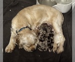 Small Photo #1 Cocker Spaniel Puppy For Sale in MARTIN, GA, USA