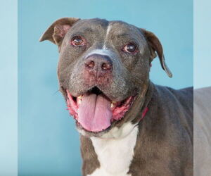 Medium American Pit Bull Terrier