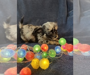 Cheeks Puppy for sale in SHERMAN, TX, USA