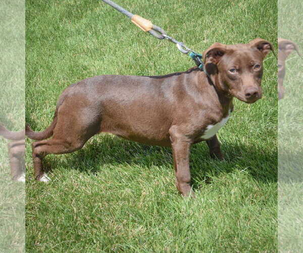 Medium Photo #3 American Staffordshire Terrier-Unknown Mix Puppy For Sale in Huntley, IL, USA