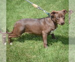 Small #2 American Staffordshire Terrier Mix