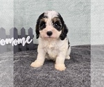 Small #3 Cavapoo