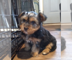 Yorkshire Terrier Puppy for sale in LOGANSPORT, IN, USA
