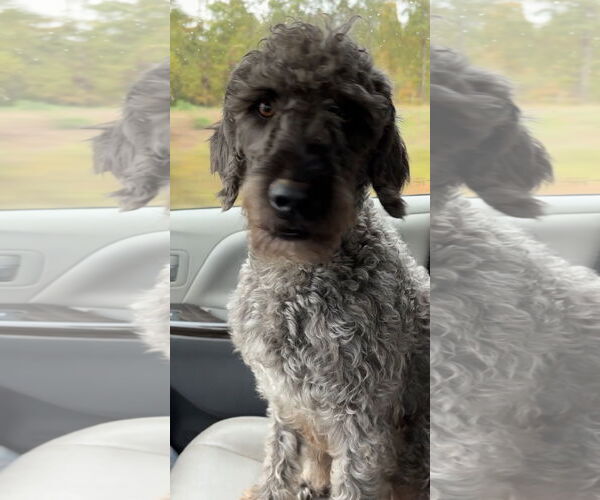 Medium Photo #5 Poodle (Standard) Puppy For Sale in Harrison, AR, USA
