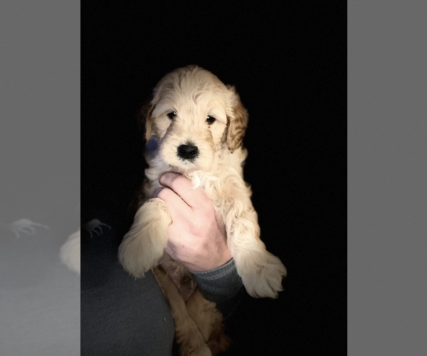 Medium Photo #1 Goldendoodle-Poodle (Miniature) Mix Puppy For Sale in METHUEN, MA, USA