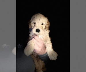 Goldendoodle-Poodle (Miniature) Mix Puppy for Sale in METHUEN, Massachusetts USA