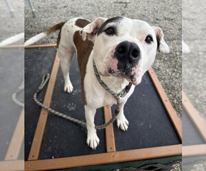 DOJA - Male Mutt Dog for Adoption - Photo #2