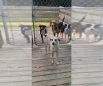 Small #21 Labrador Retriever Mix