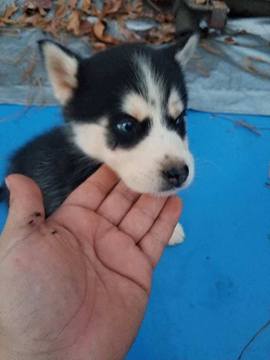 Medium Photo #1 Siberian Husky Puppy For Sale in CORNELIA, GA, USA