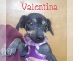 Small Photo #3 Chiweenie Puppy For Sale in San Antonio, TX, USA