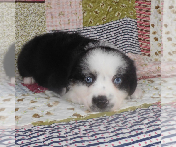 Medium Photo #4 Miniature Australian Shepherd Puppy For Sale in HARRISON, OH, USA