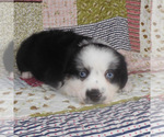 Small #3 Miniature Australian Shepherd