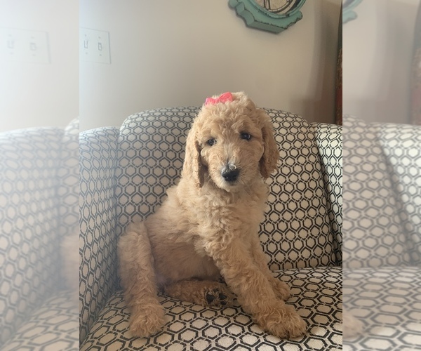 Medium Photo #3 Goldendoodle-Unknown Mix Puppy For Sale in BURLINGAME, KS, USA