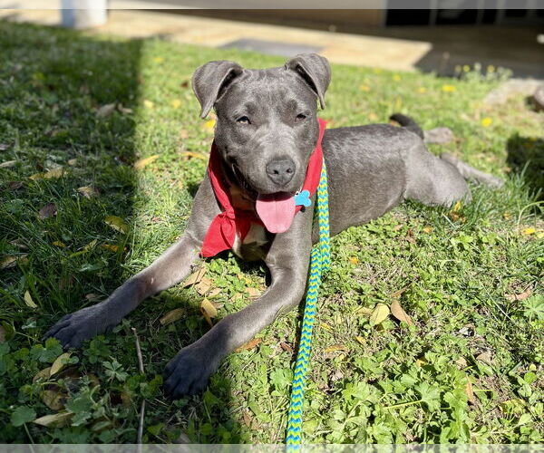Medium Photo #2 Mutt Puppy For Sale in McCormick, SC, USA