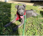 Small #1 Mutt