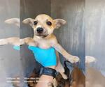 Small Chihuahua Mix
