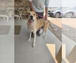 Small #2 Collie-Great Pyrenees Mix