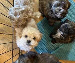 Mal-Shi-Poodle (Toy) Mix Puppy for sale in HOBART, IN, USA