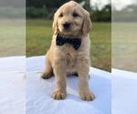 Small Photo #7 Goldendoodle Puppy For Sale in KISSIMMEE, FL, USA