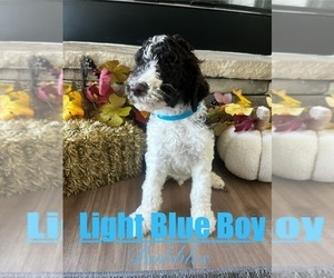 Goldendoodle mix (+ Poodle Standard) Puppy for sale in ANDERSON, SC, USA