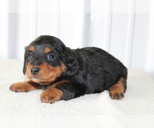 Dachshund Puppy for sale in BLOOMINGTON, IN, USA