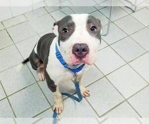 Mutt Dogs for adoption in Canfield, OH, USA