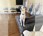 Small Photo #3 Australian Shepherd-Unknown Mix Puppy For Sale in Aurora, IN, USA