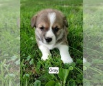 Puppy Oliver Gray Pembroke Welsh Corgi
