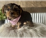 Small #2 Yorkshire Terrier