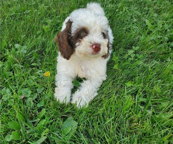 Medium Photo #10 Bernedoodle (Miniature) Puppy For Sale in LEETONIA, OH, USA