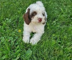 Small #9 Bernedoodle (Miniature)