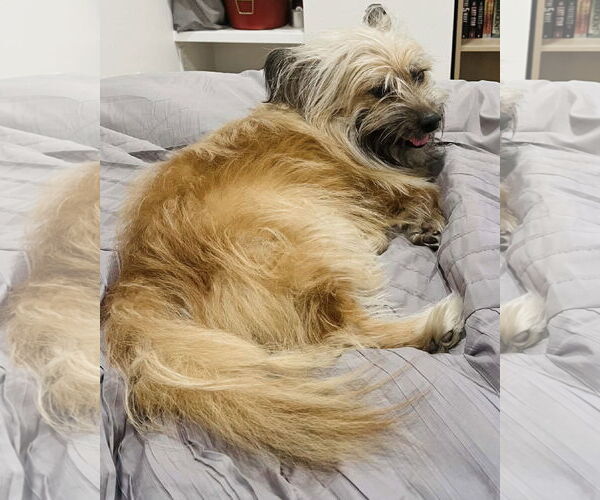 Medium Photo #9 Skye Terrier-Unknown Mix Puppy For Sale in Corona, CA, USA