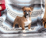 Small #3 Boxer-Jack Russell Terrier Mix