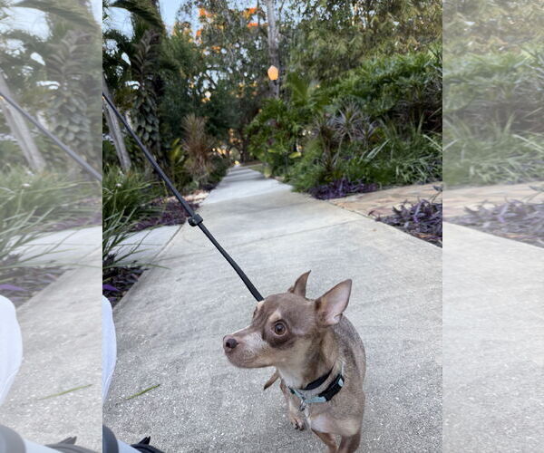 Medium Photo #7 Chihuahua-Unknown Mix Puppy For Sale in Sanford, FL, USA