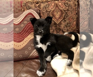 Pomsky Puppy for sale in ENGLEWOOD, CO, USA