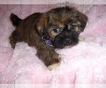 Small #4 Shih Tzu