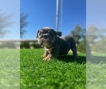 Small #5 English Bulldog
