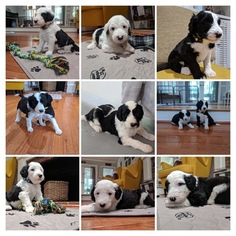 Sheepadoodle Puppy for sale in WALHALLA, SC, USA