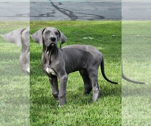 Great Dane Puppy for sale in BLAINE, MN, USA