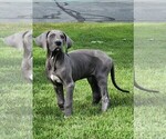 Small Photo #1 Great Dane Puppy For Sale in BLAINE, MN, USA