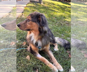 Loki - Male Australian Shepherd Dog for Adoption - Photo #5