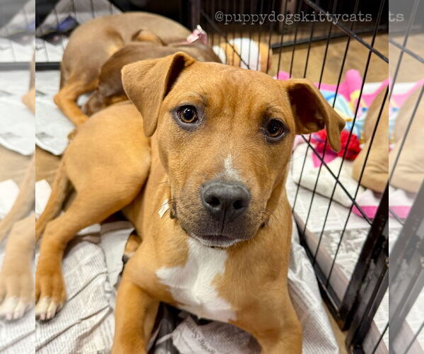 Medium Photo #7 Bulldog-Labrador Retriever Mix Puppy For Sale in Tarrytown, GA, USA