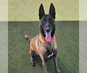 Mutt Dogs for adoption in Imlay City, MI, USA