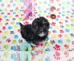 Small #2 Havanese