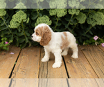 Small #7 Cocker Spaniel